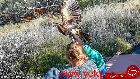 عقابی که قصد داشت انسان شکار کند +تصاویر عقابی که قصد داشت انسان شکار کند +تصاویر