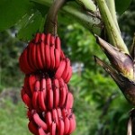 موز قرمز و خواص بی نظیر آن