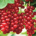 انگور فرنگی سرشار از آنتی اکسیدان