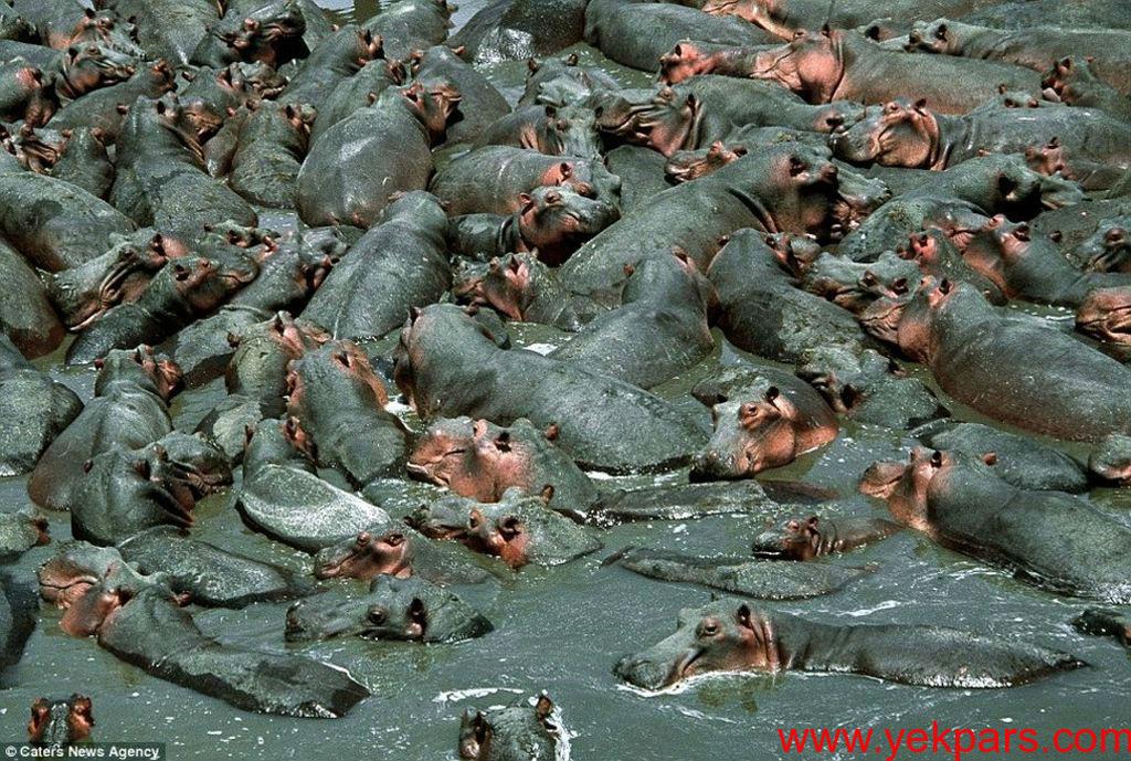 تصاویری خیره کننده از اجتماعات جانوری