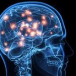 ساختار مغز هیچ فردی مانند دیگری نیست