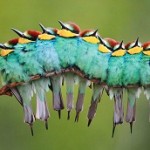 روش پرندگان برای فرار از سرما