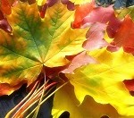وقتی که طبیعت جامه پاییز به تن می کند!