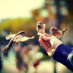 من در نفس تو رمزها یافته ام