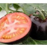 پرورش گوجه فرنگی سیاه و سفید +عکس