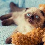 یک گربه ۱۸ ماهه شهردار شهر سیبری است (عکس)