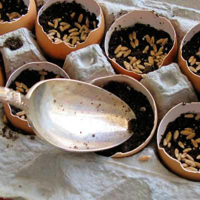 آموزش کاشت سبزه عید در پوست تخم مرغ
