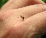 ویروس زیکا (zika) چیست و آیا باید نگران شیوع آن بود؟