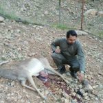 ماجرای سنگسار گوزن زرد در باغ وحش خرم آباد +عكس