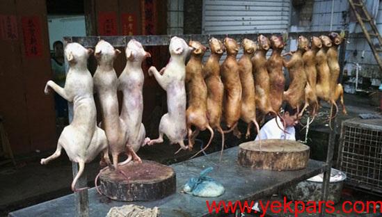 بالاخره 2000 کیلو گوشت سگ تبدیل به سوسیس شد؟+تصاویر بالاخره 2000 کیلو گوشت سگ تبدیل به سوسیس شد؟+تصاویر