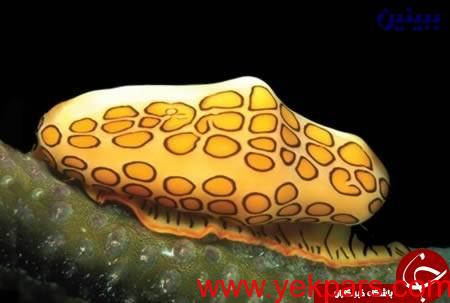 مخوف ترین موجود جهان را می شناسید؟+تصاویر مخوف ترین موجود جهان را می شناسید؟+تصاویر