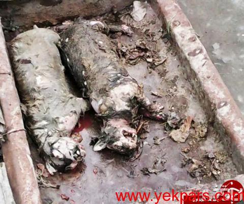 گربههای خونخوار شیطانی گربههای خونخوار شیطانی
