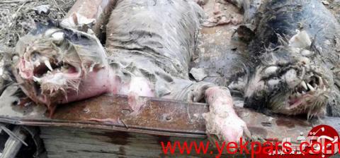 گربههای خونخوار شیطانی گربههای خونخوار شیطانی