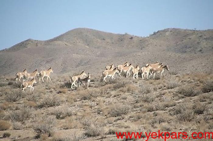 تصاویر زیبای ایران که عاشقش می شوید