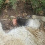 تایید سگ کشی در ائل باغی تبریز+عكس