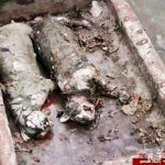 شکار گربه های خونخوار شیطانی + تصاویر