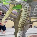ماری که عراقی ها به دام انداختند+عکس