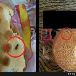 کلوچههایی با طعم سوسک در شوش + تصویر