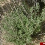 این گیاه در عرض یک ساعت سرطان را از پا درمی آورد + عکس