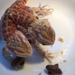 غذا خوردن جالب مارمولک دوسر + تصاویر