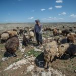 چوپان مدرنی که از الاغ انرژی خورشیدی می گیرد+تصاویر