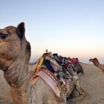 شتر آدم خوار سر صاحبش را جوید+ عکس