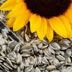مصرف تخمه آفتابگردان برای مو
