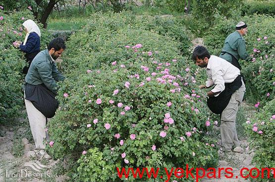 تصاویر: آیین زیبایی گلابگیری