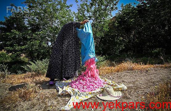 تصاویر: آیین زیبایی گلابگیری
