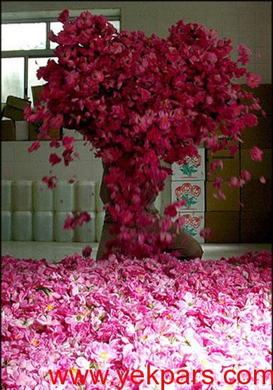 تصاویر: آیین زیبایی گلابگیری