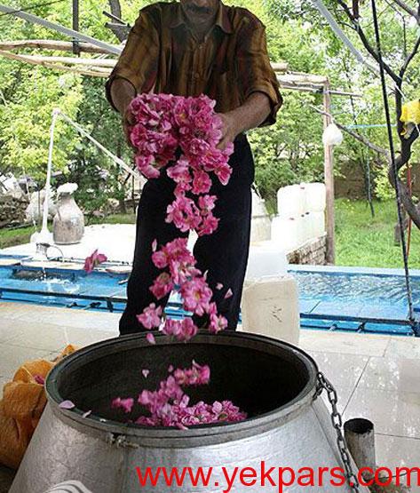 تصاویر: آیین زیبایی گلابگیری