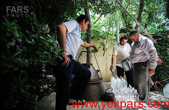 تصاویر: آیین زیبایی گلابگیری