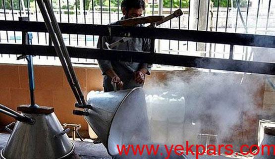 تصاویر: آیین زیبایی گلابگیری