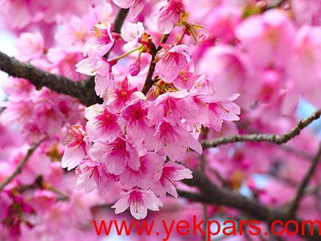 عکسهای جالب,تصاویر جالب