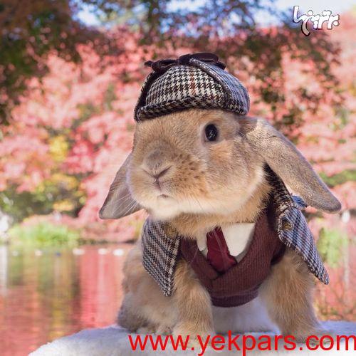 شیک ترین خرگوش جهان! شیک ترین خرگوش جهان!