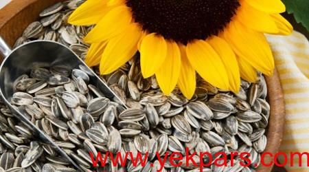 مصرف تخمه آفتابگردان برای مو مصرف تخمه آفتابگردان برای مو