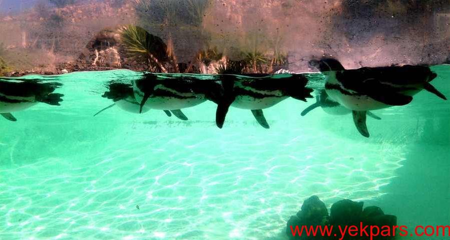 جزایر قناری، بهشتی که شما را جوان می کند (+عکس) جزایر قناری، بهشتی که شما را جوان می کند (+عکس)