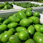 این میوه دانهای ۱۰ هزار تومان فروخته میشود+تصویر
