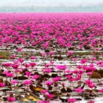 دریاچه نیلوفرهای صورتی در تایلند +عكس