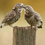 روش های بوسیدن و اثر گذاری در روابط عاشقانه با همسرتان