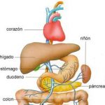 کشف ژن جدید ضد هپاتیت در چین