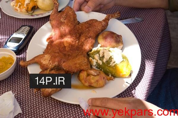 خوکچه_هندی_7گ