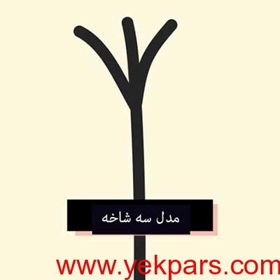 درمان موخوره