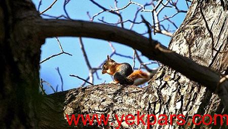 عکس های سراب گیان نهاوند