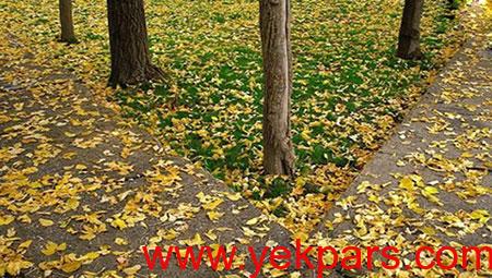 عکس های سراب گیان نهاوند