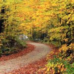 جنگل راش مازندران