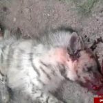 شکنجه سگهای خانگی توسط دختر تهرانی