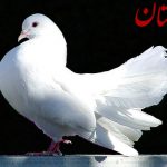 کبوتر بازی جوان اراکی را به کام مرگ کشاند