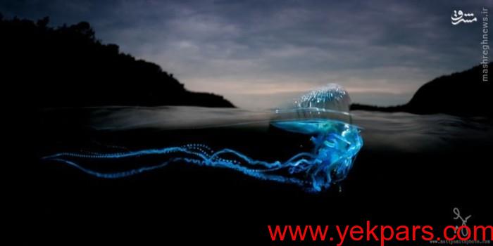 عکس/ شنای عروس دریا روی سطح آب 
