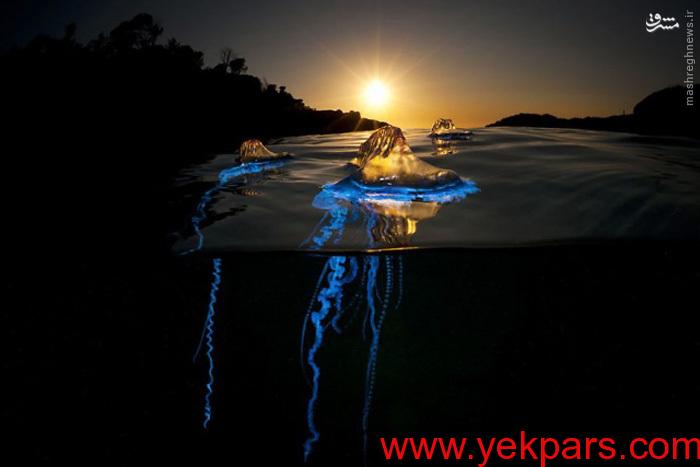 عکس/ شنای عروس دریا روی سطح آب 